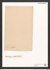 Nitzschia lesinensis Grun. (de-Toni-Nr.: Genus 47, Species 2050) Zeichnungen Sammlung Grunow (NHMW-BOT-W0371885)